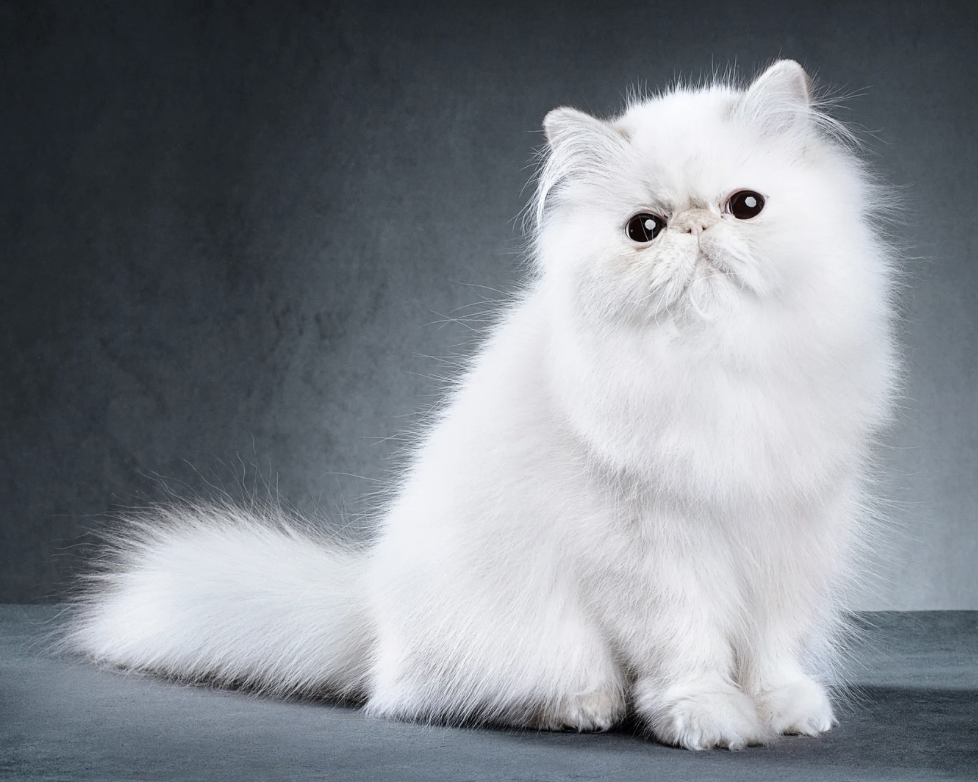 Remède naturel contre les puces chez le chat : le vinaigre des quatre voleurs