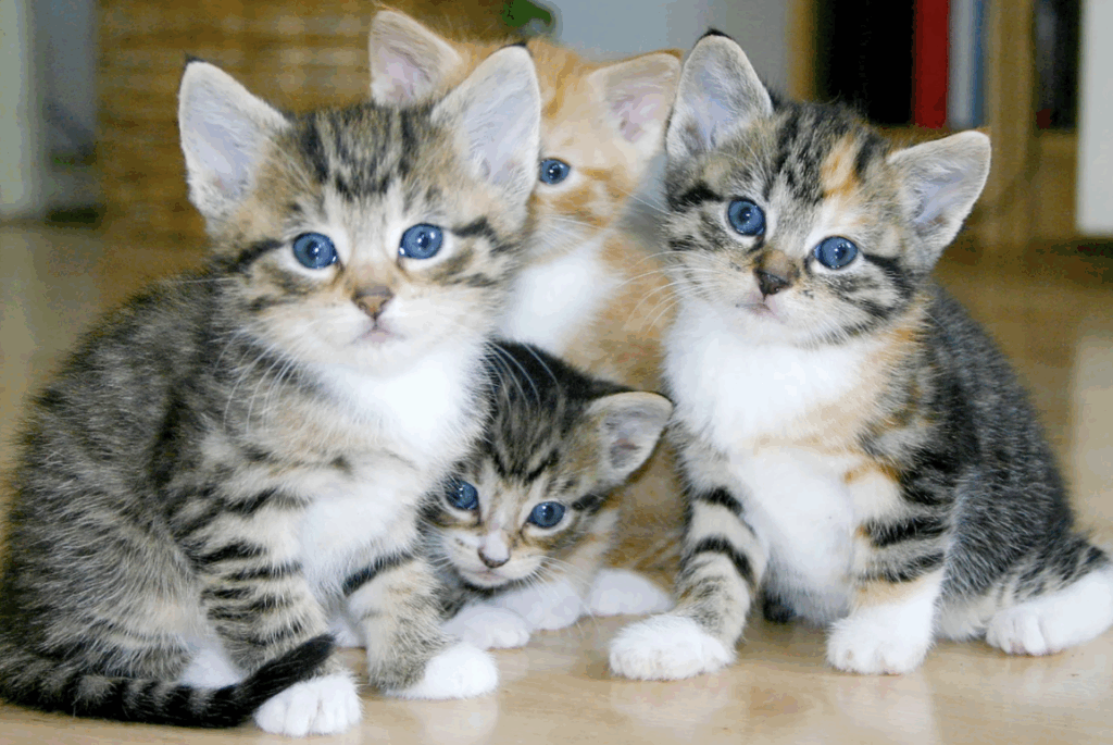 chatons Remède naturel contre les puces chez le chat : le vinaigre des quatre voleurs