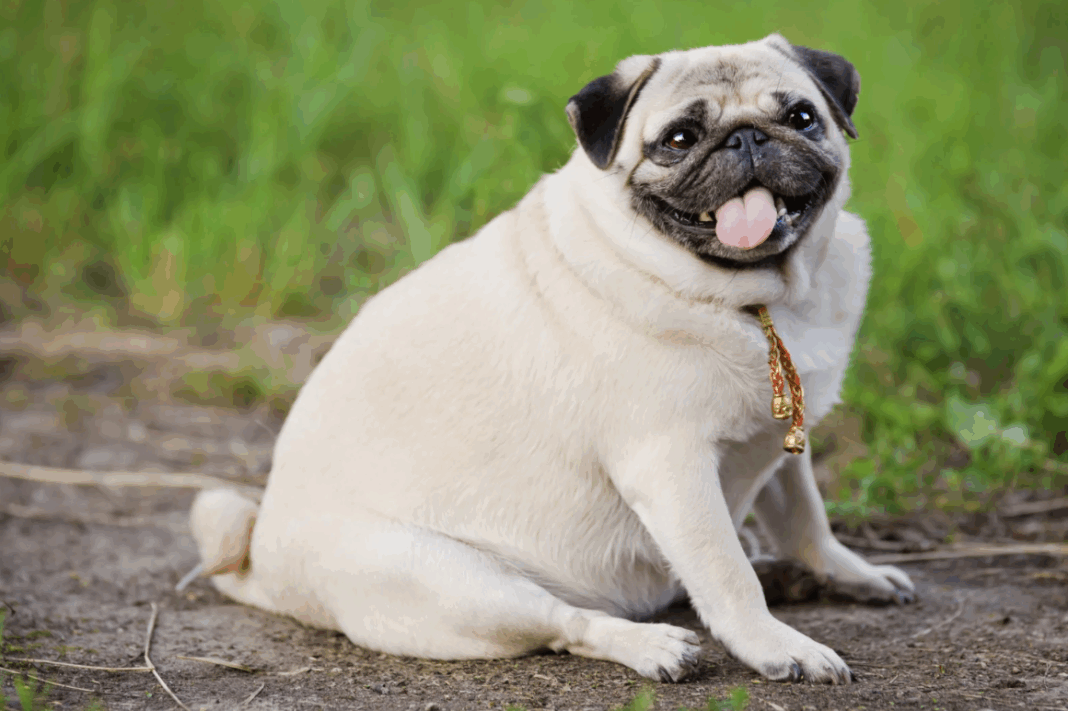 chien obèse Phyto véto
